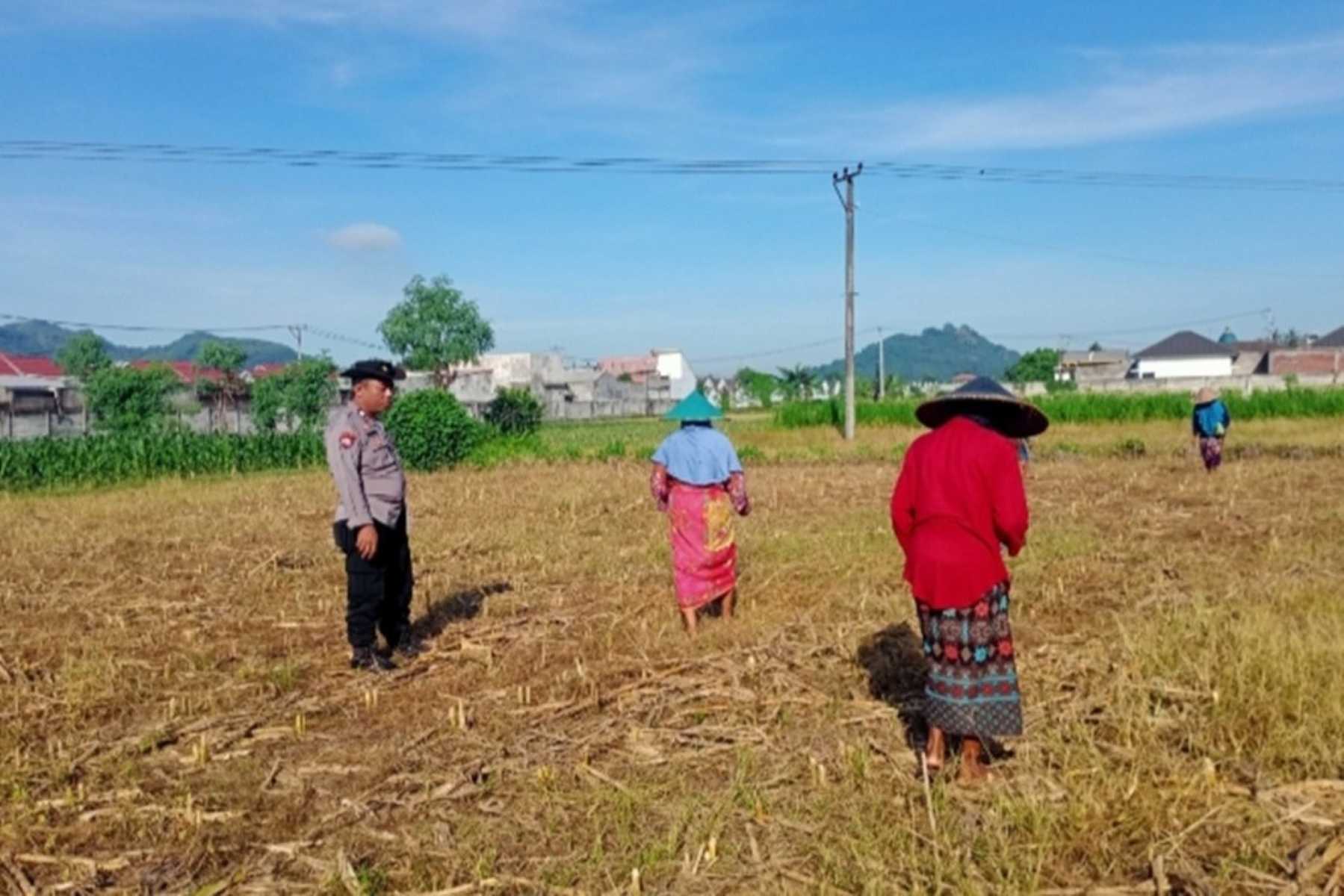 Optimalkan Lahan Pasca-Panen, Petani Lombok Barat Tanam Jagung