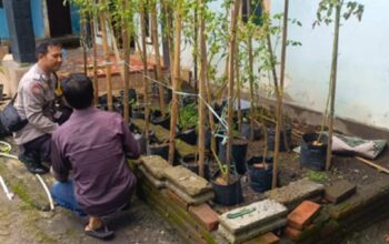 Kemandirian Pangan: Bhabinkamtibmas Tinjau Kebun Tomat Warga Perampuan