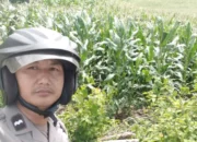 Bhabinkamtibmas Sekotong Pantau Produktivitas Jagung di Lahan Marginal