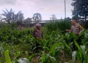 Kapolsek Labuapi Pantau Pemanfaatan Lahan Produktif di Lombok Barat