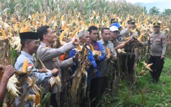 Panen Raya Jagung Serentak Kuartal I 2026 Digelar di Woja, Wujud Sinergi Dukung Ketahanan Pangan Nasional