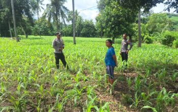Dukung Asta Cita, Polsek Rhee Dampingi Petani Jagung dan Dorong Pemanfaatan Lahan Pekarangan