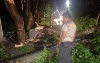 Cuaca Ekstrem di Lombok Barat, Polsek Batulayar Evakuasi Pohon Tumbang
