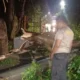 Pohon Tumbang di Batulayar, Polisi Gerak Cepat Sterilisasi Jalan