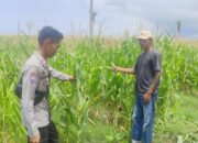 Polsek Kempo Lakukan Pemantauan Lahan Jagung Warga, Dukung Program Ketahanan Pangan Nasional