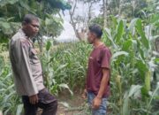 Polsek Woja Laksanakan Pemantauan Lahan Jagung Warga Binaan Dukung Program Ketahanan Pangan Nasional