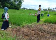 ‎Bhabinkamtibmas Desa Bunut Baok Dampingi Petani, Dukung Ketahanan Pangan Nasional.