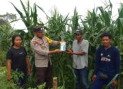 Bhabinkamtibmas Polsek Tambora Monitoring Pertumbuhan Jagung dan Berikan Latihan PBB Bagi Pelajar SDN 02 Labuhan Kananga