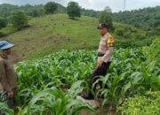 Dukung Ketahanan Pangan, Bhabinkamtibmas Desa Tarusa Pantau Pertumbuhan Lahan Jagung