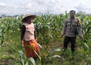 Dukung Ketahanan Pangan, Polri Sambangi Petani Bagik Polak