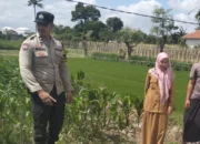Bhabinkamtibmas Labuapi Sulap Lahan Tidur Jadi Area Produktif