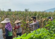 Dukung Ketahanan Pangan Nasional, Wakapolres Dompu Dampingi Panen Jagung Warga Desa Mumbu