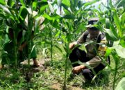 Polres Lombok Tengah Dukung Ketahanan Pangan, Bhabinkamtibmas Desa Mertak Bantu Petani Jagung Rawat Lahan