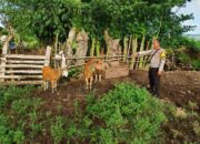 Polsek Empang Amankan Terduga Pelaku Pencurian Satu Ekor Sapi di Desa Bantu Lanteh