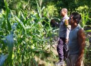 Bhabinkamtibmas Desa Sawe Laksanakan Pemantauan Lahan Jagung Warga, Dukung Ketahanan Pangan Nasional Menuju Indonesia Emas