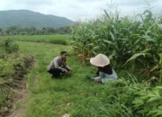 Polres Lombok Barat Kawal Swasembada Pangan di Gerung