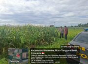 Kapolsek Wanasaba Tinjau Lahan Jagung, Dorong Ketahanan Pangan di Lombok Timur