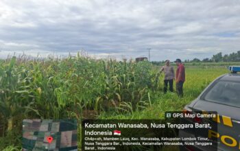 Kapolsek Wanasaba Tinjau Lahan Jagung, Dorong Ketahanan Pangan di Lombok Timur