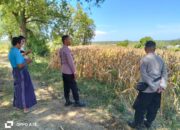 Polres Lombok Tengah Dukung Ketahanan Pangan, Bhabinkamtibmas Terjun Langsung Cek Lahan Jagung Warga