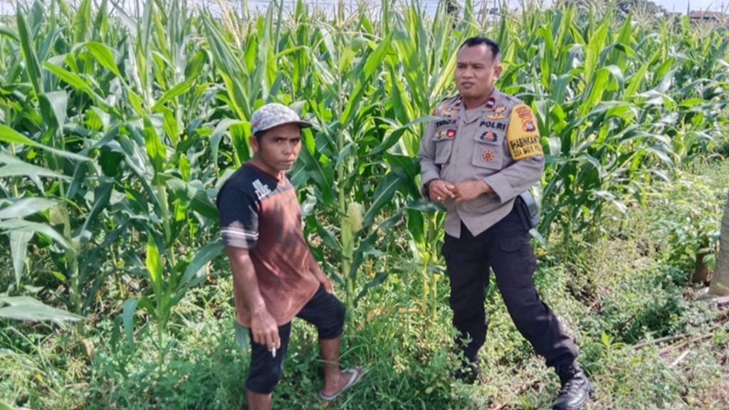 Transformasi Peran Polri: Strategi Polsek Labuapi Pastikan Lahan Produktif dan Kesejahteraan Petani Terjamin