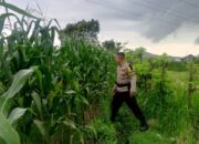 Wujudkan Kemandirian Pangan, Polri Kawal Distribusi Jagung Lombok Barat ke Bulog Agar Petani Makin Sejahtera