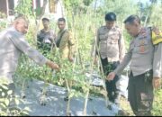 Kapolsek Sakra Monitoring Ketahanan Pangan Tanaman Tomat dan Cabai di Desa Sakra