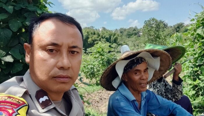 Bhabinkamtibmas Desa Pandan Duri Laksanakan Koordinasi Penanaman Jagung di Wilayah Terara