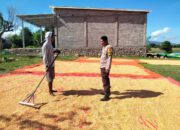 Bhabinkamtibmas Desa Cempi Jaya Laksanakan Pemantauan Lahan Jagung Dukung Program Ketahanan Pangan Nasional