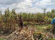 Pemantauan Panen Jagung di Dompu, Polri Perkuat Ketahanan Pangan Nasional