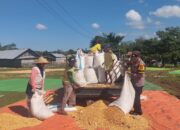 Bhabinkamtibmas Desa Kempo Pantau dan Bantu Proses Penjemuran Jagung, Wujud Dukungan Ketahanan Pangan Nasional