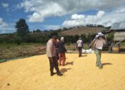 Bhabinkamtibmas Desa Kwangko Pantau Penjemuran Jagung, Dukung Ketahanan Pangan Nasional