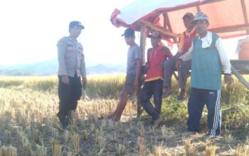 Sederhana Tapi Bermakna, Tanpa ada Jarak, Bhabinkamtibmas Polsek Woha Empati Sambangi dan Bantu Panen Padi Warga Binaan