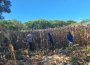 Wujudkan Ketahanan Pangan, Bhabinkamtibmas Desa Luk Turun Langsung Bantu Petani Panen Jagung