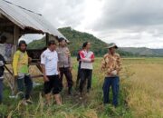 Polri Untuk Masyarakat, Bhabinkamtibmas Polres Bima Kota Dampingi Petani Saat Panen Raya