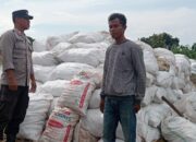 BHABINKAMTIBMAS POLSEK PEKAT PANTAU PANEN JAGUNG, DUKUNG KETAHANAN PANGAN