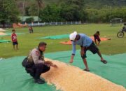 BHABINKAMTIBMAS POLSEK HU’U PANTAU PANEN JAGUNG WARGA, DUKUNG KETAHANAN PANGAN