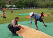 BHABINKAMTIBMAS POLSEK PEKAT PANTAU PANEN JAGUNG, DUKUNG KETAHANAN PANGAN