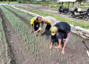 Bhabinkamtibmas Desa Bagik Papan Perkuat Ketahanan Pangan Lewat Silaturahmi dan Cek Tanaman Bawang Merah
