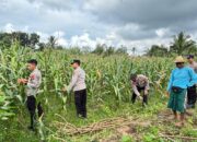 Polres Loteng Tinjau Lahan Jagung Warga Binaan Dukung Ketahanan Pangan