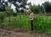 Sinergi Kuat Polsek Labuapi dan Petani: Ubah Lahan Tidur Jadi Kunci Swasembada Pangan