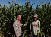 Bhabinkamtibmas Pringgabaya Cek Tanaman Jagung dan Sampaikan Himbauan Kamtibmas kepada Petani