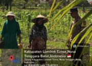 Bhabinkamtibmas Desa Selagik Cek Lahan Jagung Warga, Dukung Ketahanan Pangan