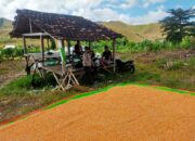 Bhabinkamtibmas Desa Jala Dorong Petani Tingkatkan Hasil Panen