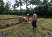 Sinergi di Sawah, Bhabinkamtibmas Desa Kalabeso Pantau Aktivitas Tanam Padi Warga