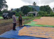 Bhabinkamtibmas Desa Pekat Pantau Panen Raya Jagung, Dukung Ketahanan Pangan Nasional