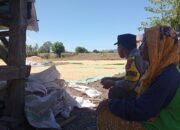 Bhabinkamtibmas Polsek Pekat Pantau Panen Jagung Warga, Dukung Ketahanan Pangan Nasional