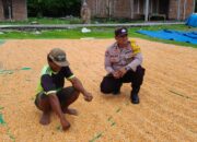 Bhabinkamtibmas Aktif Dampingi Warga, Hasil Panen Jagung Siap Terserap