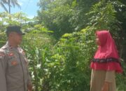 Dukung Ketahanan Pangan, Bhabinkamtibmas Desa Rhee Pantau Pertumbuhan Jagung Hibrida Warga
