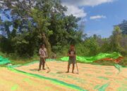 BHABINKAMTIBMAS POLSEK PEKAT PANTAU HASIL PANEN JAGUNG WARGA DAN HIMBAU PENYALURAN KE BULOG
