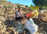 Bhabinkamtibmas Desa Mata Motivasi Petani Jagung Optimalkan Hasil Kebun